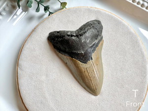Megalodon Shark Tooth Fossil || North Carolina