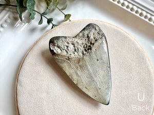 Megalodon Shark Tooth Fossil || North Carolina