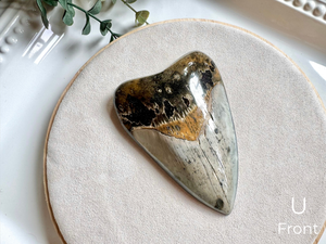 Megalodon Shark Tooth Fossil || North Carolina