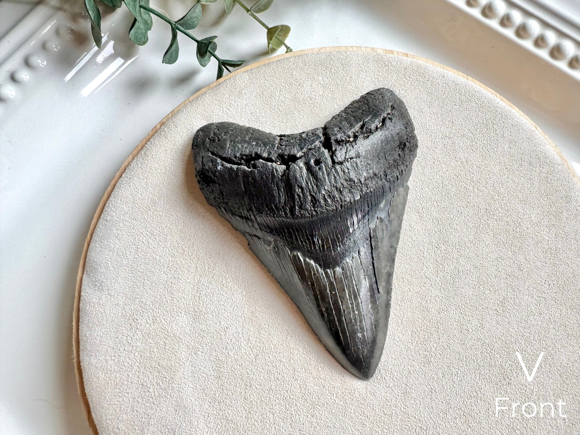 Megalodon Shark Tooth Fossil || North Carolina