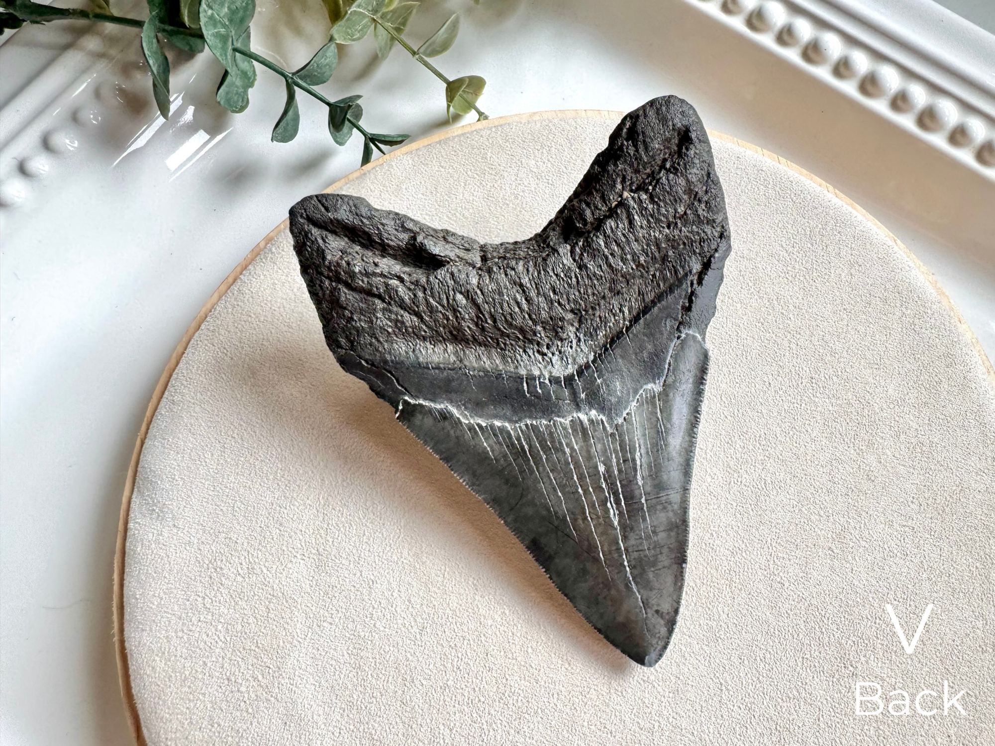 Megalodon Shark Tooth Fossil || North Carolina