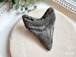 Megalodon Shark Tooth Fossil || North Carolina