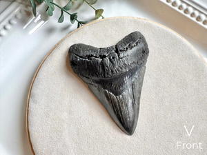 Megalodon Shark Tooth Fossil || North Carolina