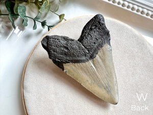 Megalodon Shark Tooth Fossil || North Carolina