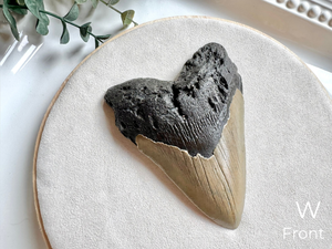 Megalodon Shark Tooth Fossil || North Carolina