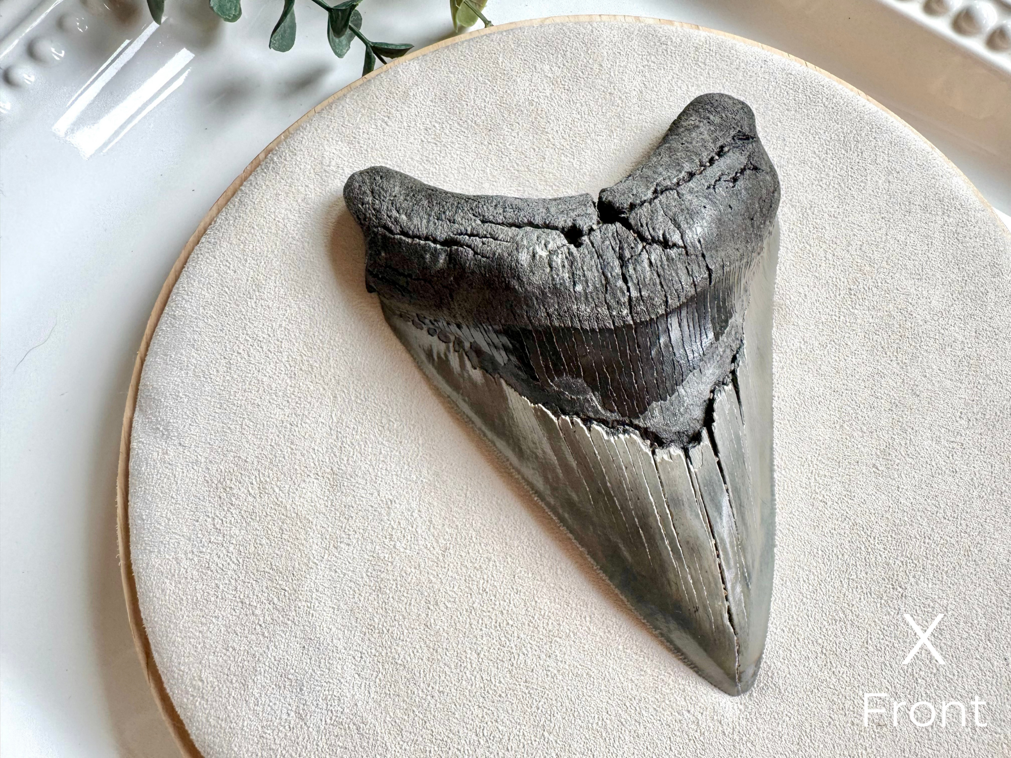 Megalodon Shark Tooth Fossil || North Carolina