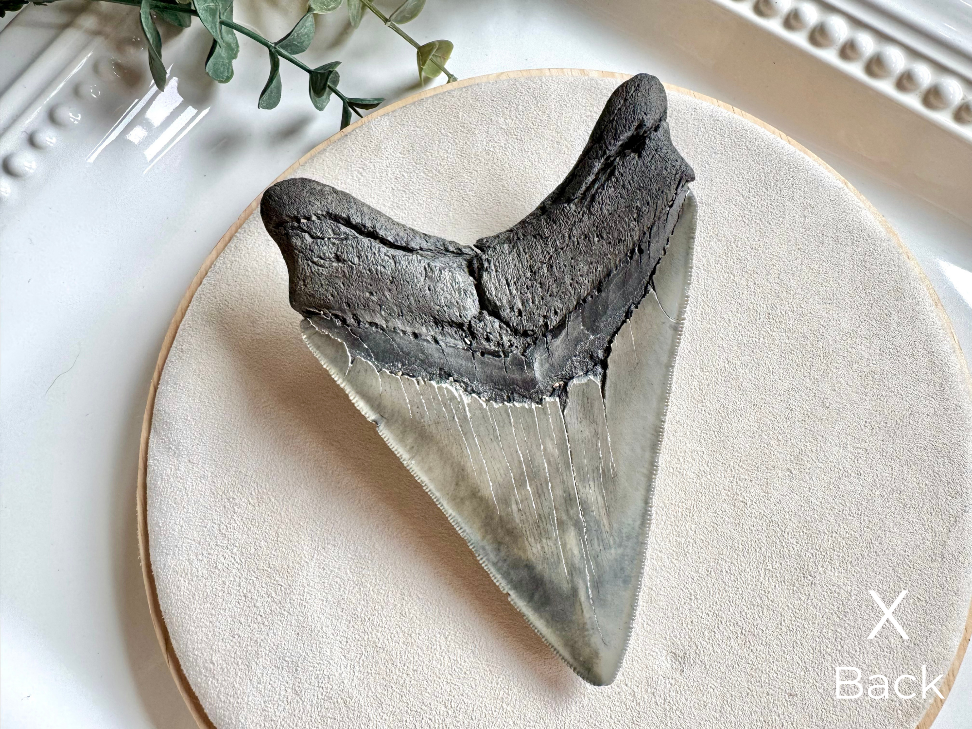 Megalodon Shark Tooth Fossil || North Carolina