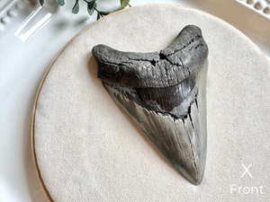 Megalodon Shark Tooth Fossil || North Carolina