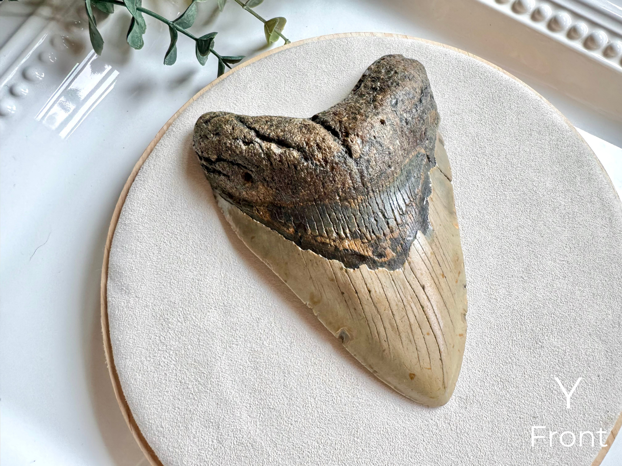 Megalodon Shark Tooth Fossil || North Carolina