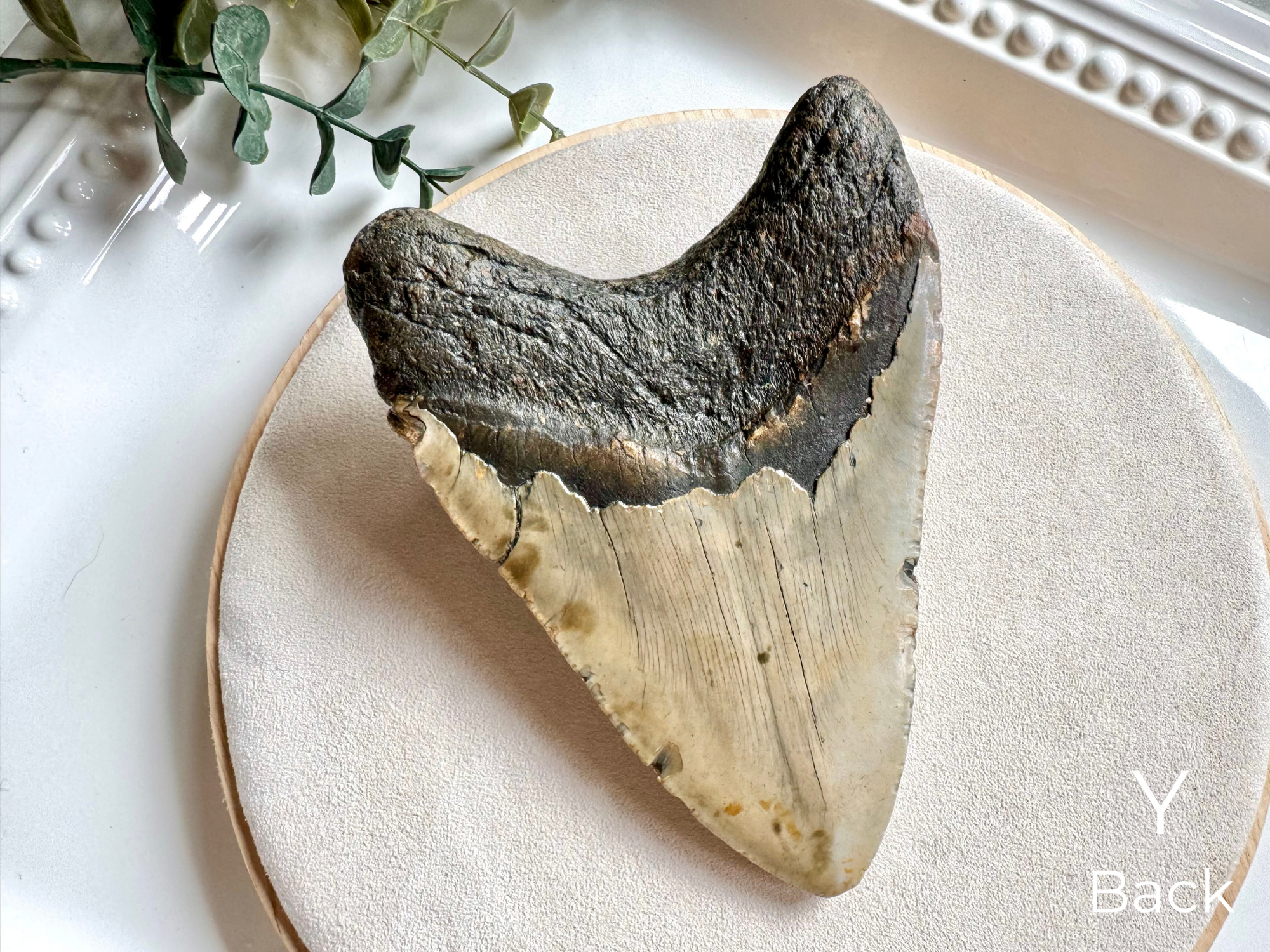 Megalodon Shark Tooth Fossil || North Carolina