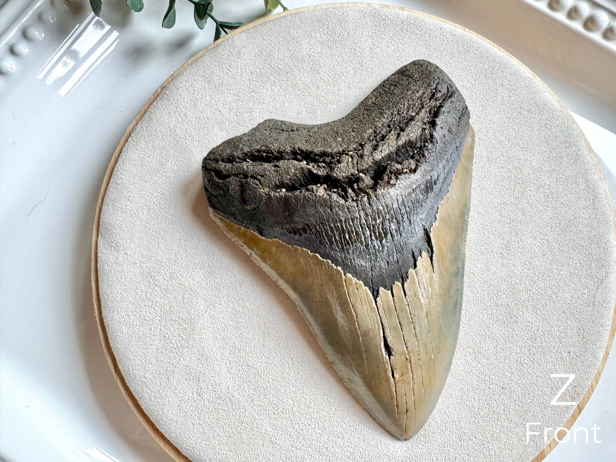 Megalodon Shark Tooth Fossil || North Carolina