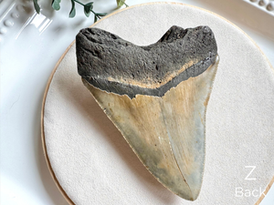 Megalodon Shark Tooth Fossil || North Carolina