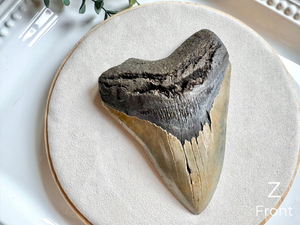 Megalodon Shark Tooth Fossil || North Carolina