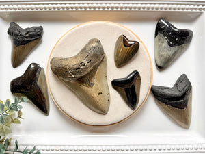 Megalodon Shark Tooth Fossil || North Carolina