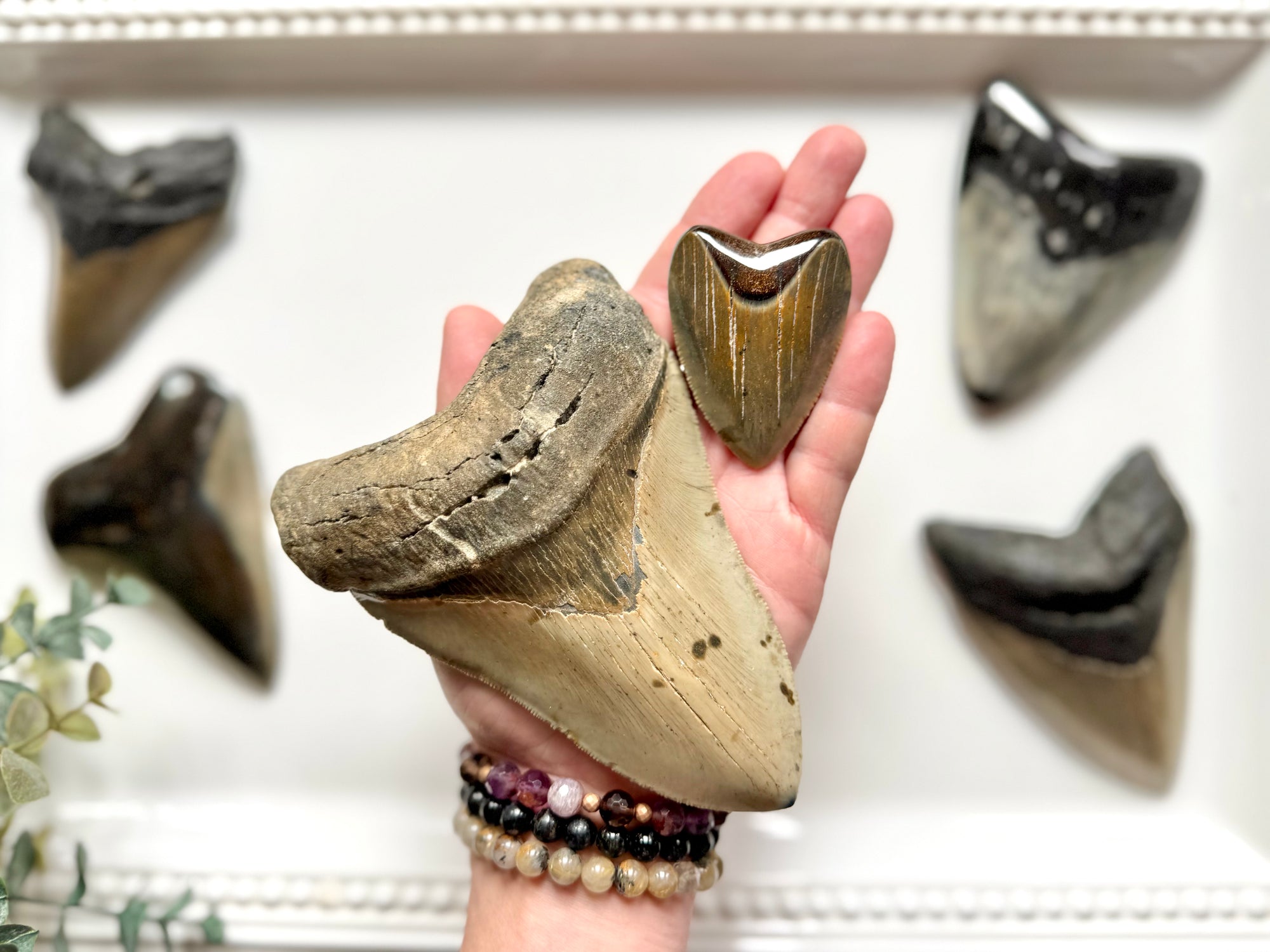 Megalodon Shark Tooth Fossil || North Carolina