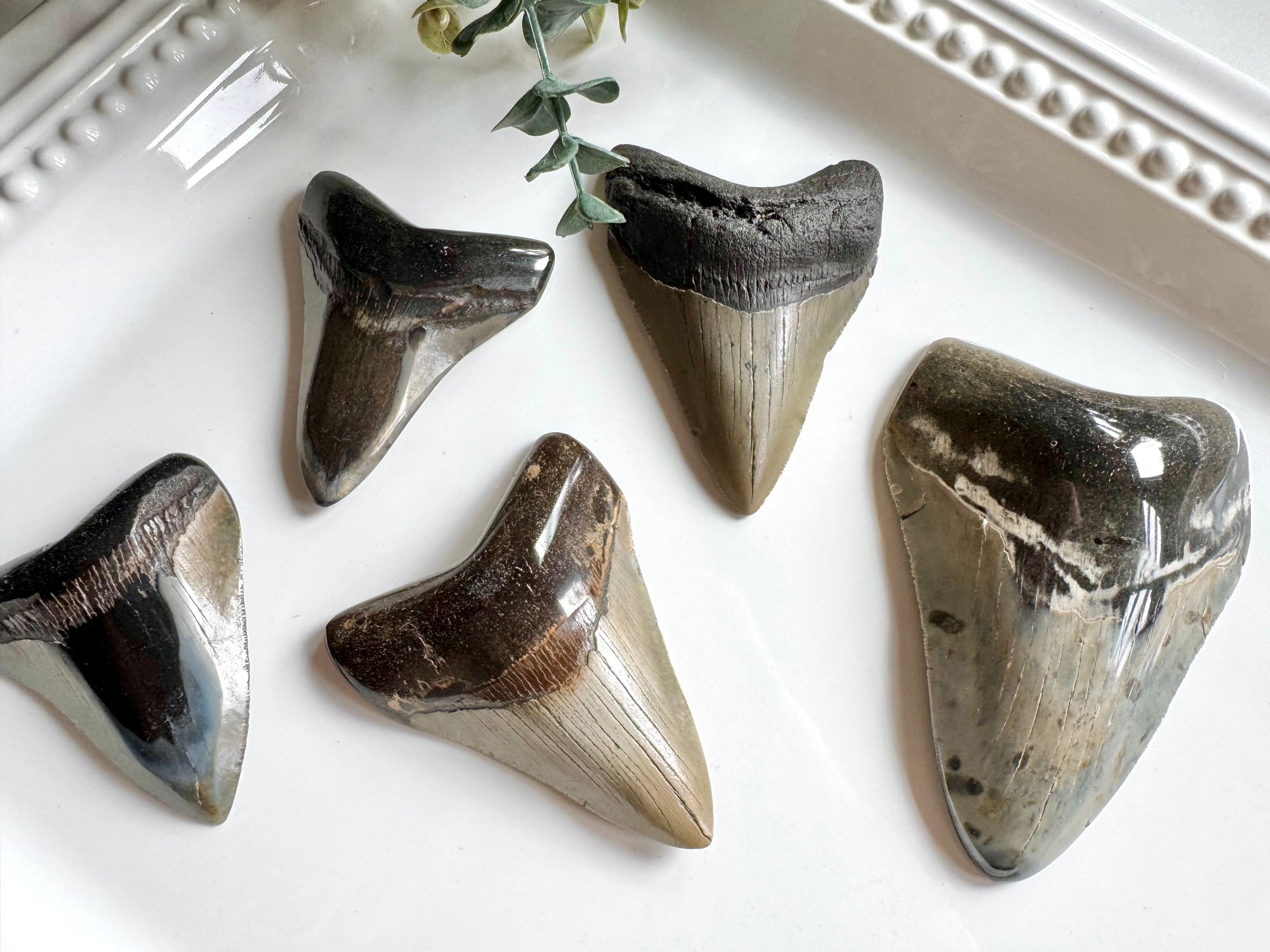 Megalodon Shark Tooth Fossil || North Carolina