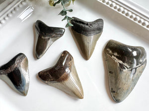 Megalodon Shark Tooth Fossil || North Carolina