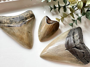 Megalodon Shark Tooth Fossil || North Carolina