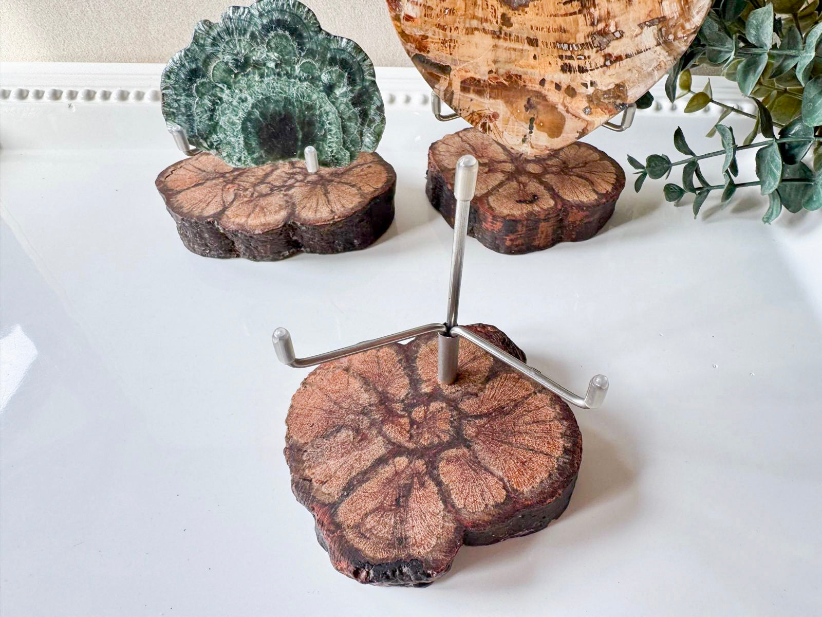 Natural Ayahuasca Wood Slice with Adjustable Slab Holder
