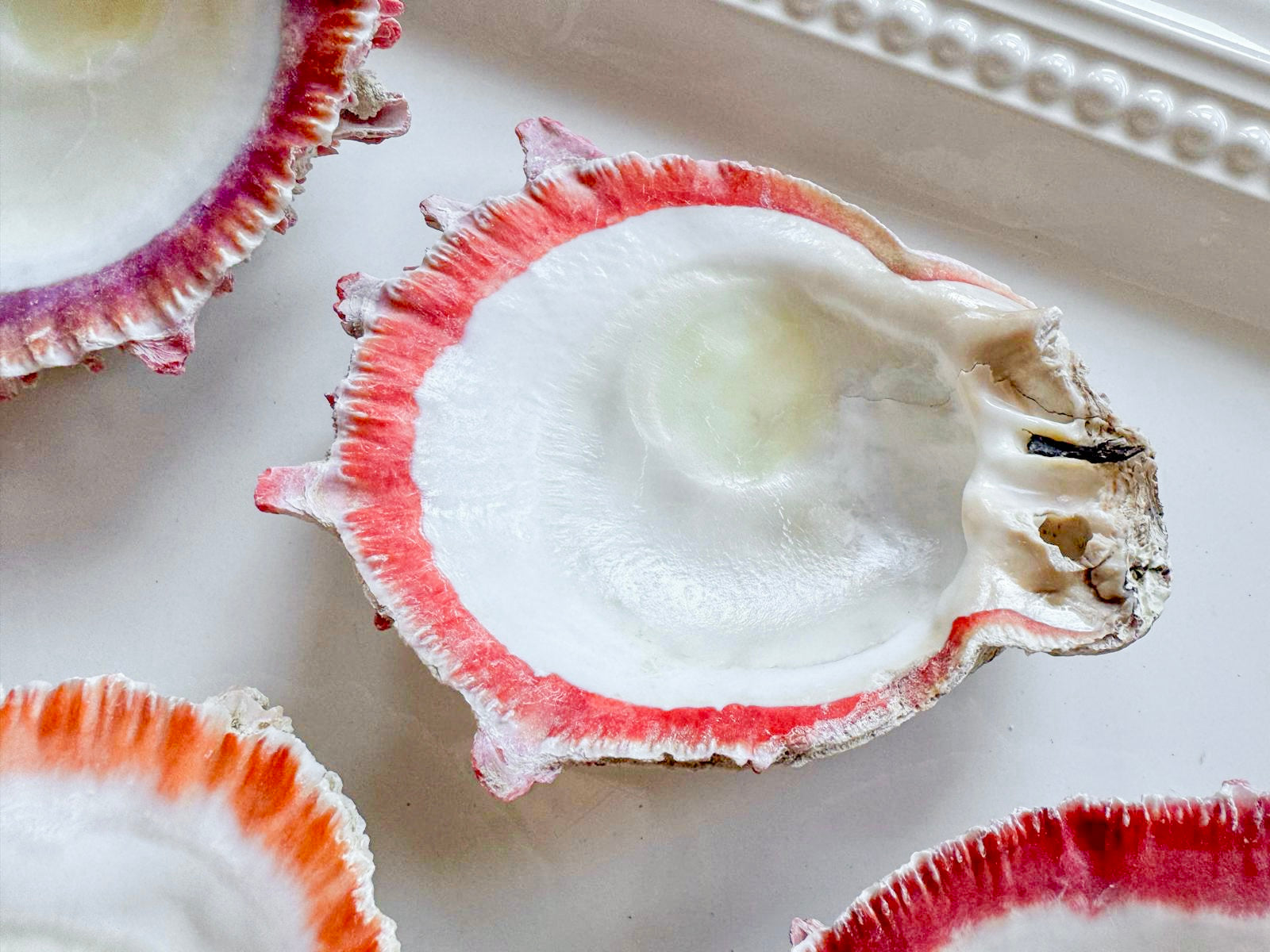 Natural Spiny Oyster Shell