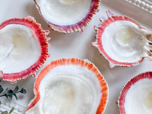 Natural Spiny Oyster Shell
