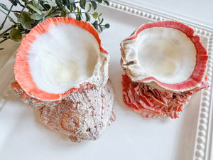Natural Spiny Oyster Shell