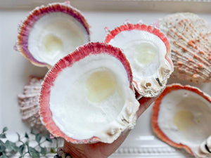 Natural Spiny Oyster Shell