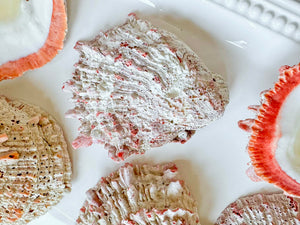 Natural Spiny Oyster Shell