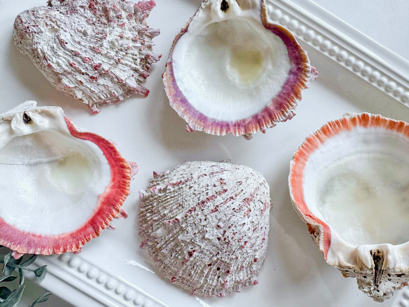 Natural Spiny Oyster Shell