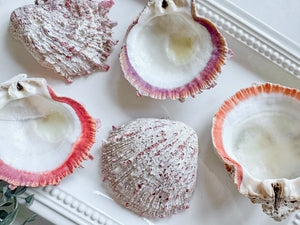Natural Spiny Oyster Shell