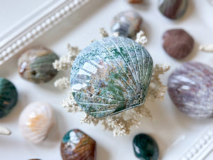 Ocean Jasper Seashell