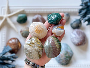 Ocean Jasper Seashell