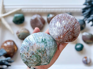 Ocean Jasper Seashell