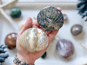 Ocean Jasper Seashell