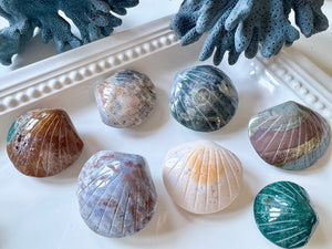 Ocean Jasper Seashell