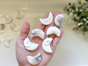 Operculum Shell Mini Moon Carving