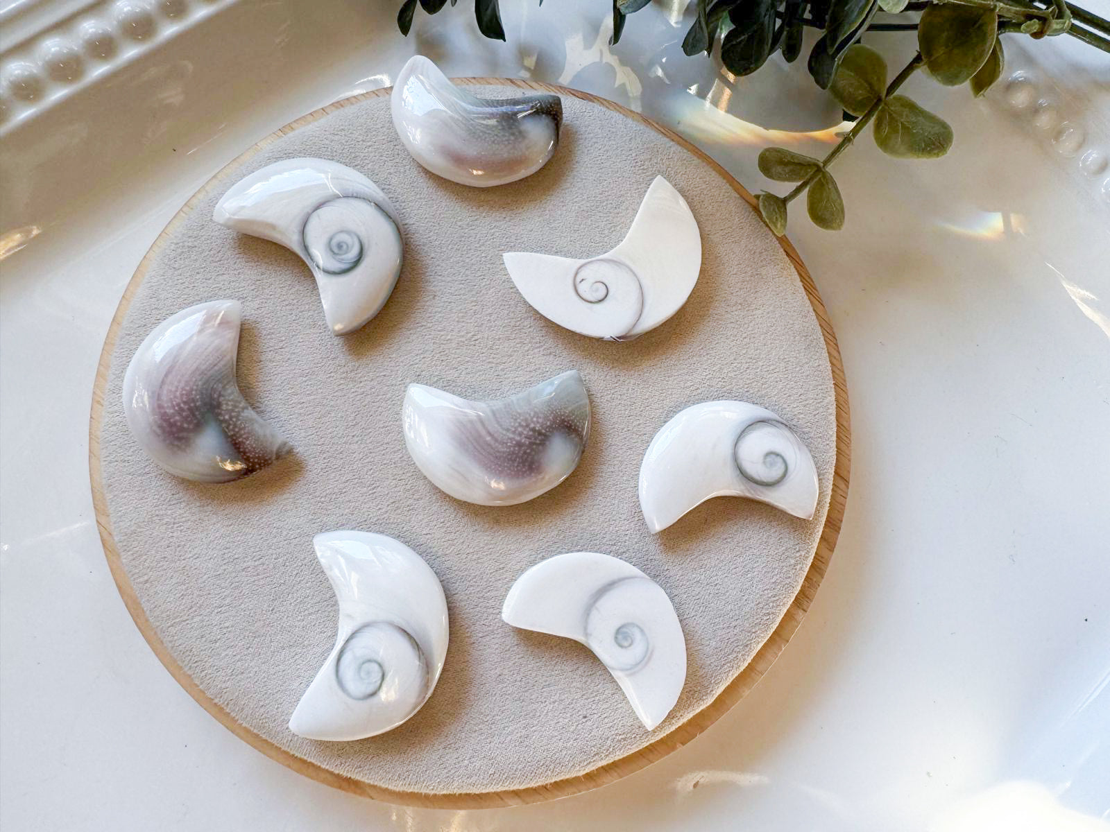 Operculum Shell Mini Moon Carving