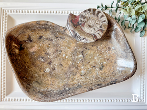 Orthoceras Free Form Bowl || Large