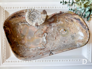 Orthoceras Free Form Bowl || Large