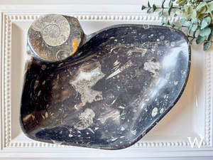 Orthoceras Free Form Bowl || Large