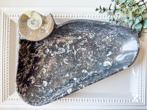 Orthoceras Free Form Bowl || Large