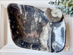 Orthoceras Free Form Bowl || Large