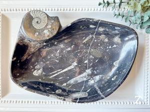 Orthoceras Free Form Bowl || Large