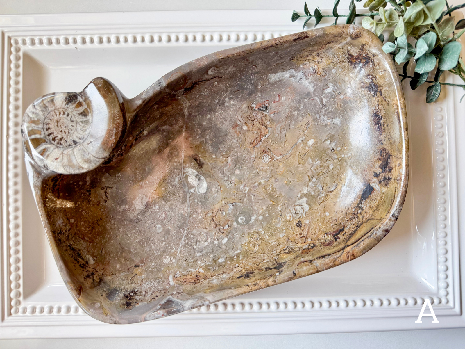 Orthoceras Free Form Bowl || Large