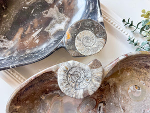 Orthoceras Free Form Bowl || Large