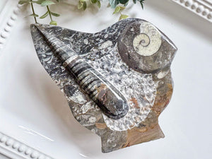 Orthoceras Free Form Statue
