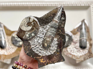 Orthoceras Free Form Statue
