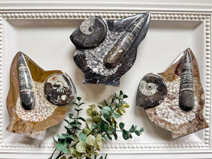 Orthoceras Free Form Statue
