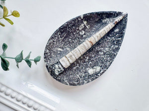 Orthoceras Tray || Small