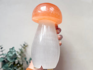 Peach Top/White Bottom 8"